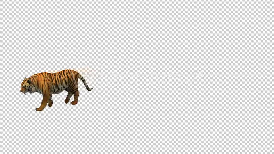 Tiger Walking Videohive 21180574 Motion Graphics Image 7