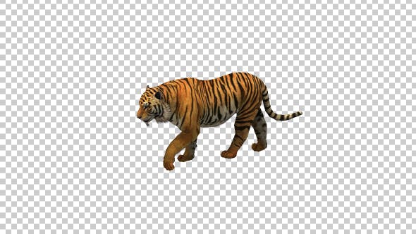 Tiger Walking - Videohive Download 21180574