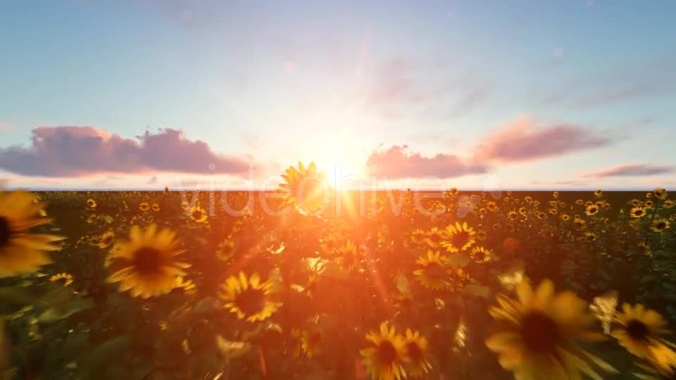 Time lapse Clouds with Sunflower Videohive 19244990 Motion Graphics Image 10