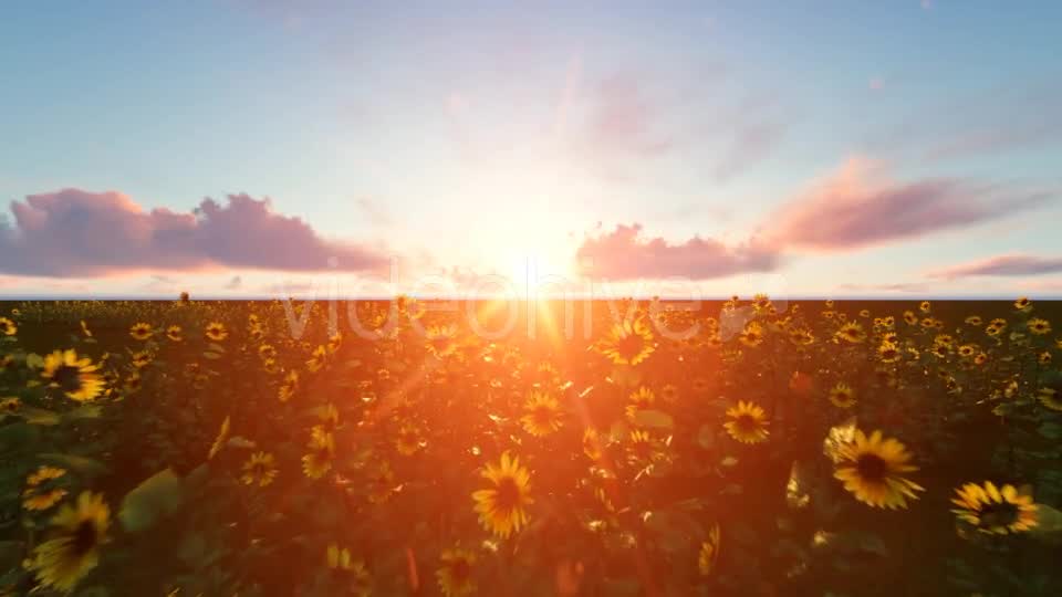 Time lapse Clouds with Sunflower Videohive 19244990 Motion Graphics Image 11