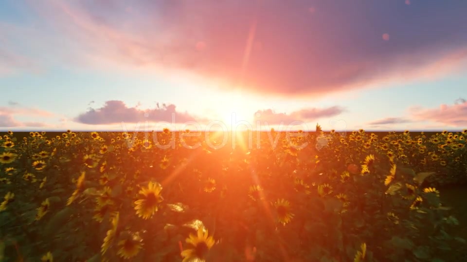 Time lapse Clouds with Sunflower Videohive 19244990 Motion Graphics Image 3