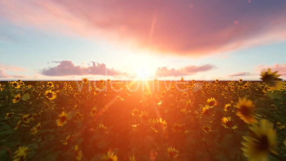 Time lapse Clouds with Sunflower Videohive 19244990 Motion Graphics Image 4