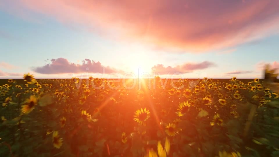Time lapse Clouds with Sunflower Videohive 19244990 Motion Graphics Image 5