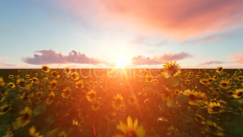 Time lapse Clouds with Sunflower Videohive 19244990 Motion Graphics Image 6