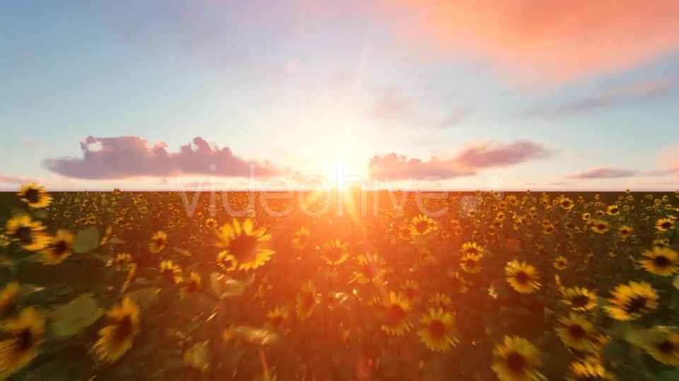 Time lapse Clouds with Sunflower Videohive 19244990 Motion Graphics Image 7