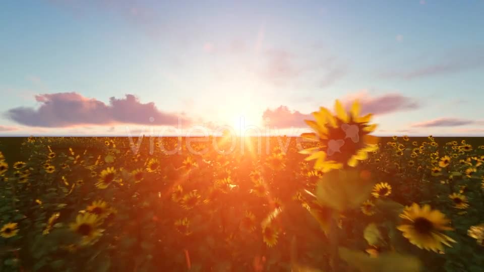 Time lapse Clouds with Sunflower Videohive 19244990 Motion Graphics Image 9