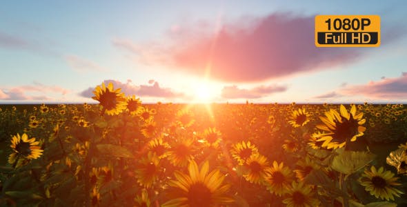 Time lapse Clouds with Sunflower - 19244990 Videohive Download