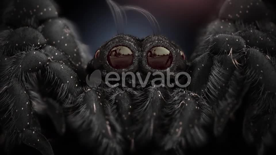 Tiny Black Spider Videohive 21643544 Motion Graphics Image 1