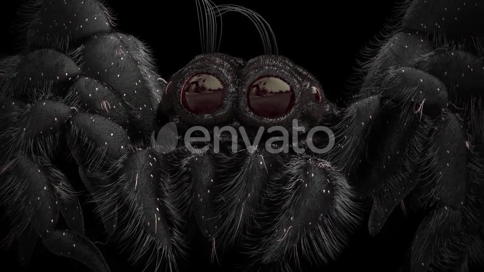 Tiny Black Spider Videohive 21643544 Motion Graphics Image 10