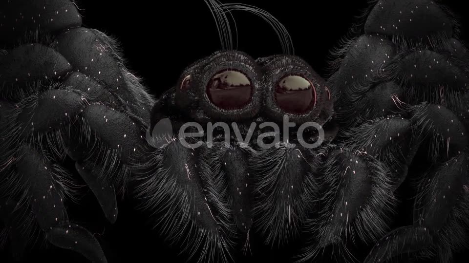 Tiny Black Spider Videohive 21643544 Motion Graphics Image 11