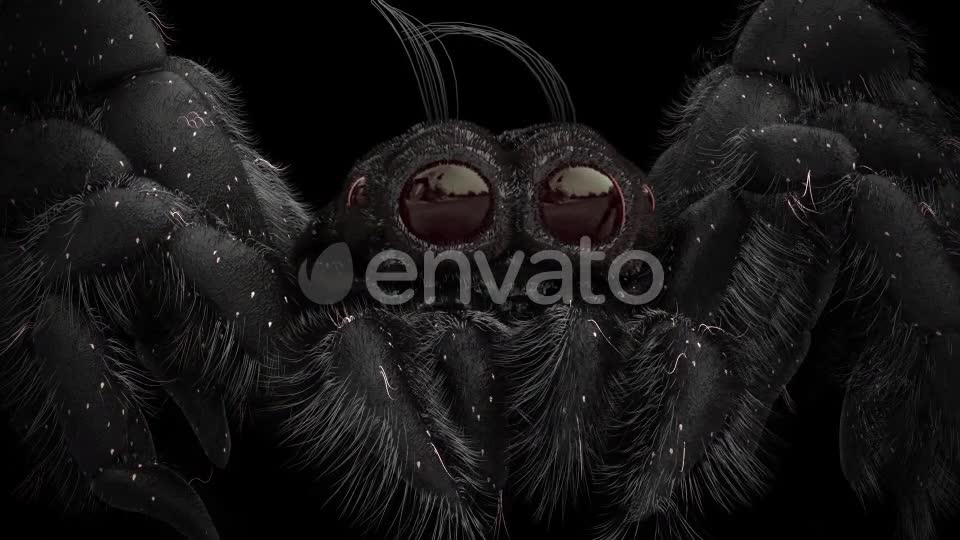 Tiny Black Spider Videohive 21643544 Motion Graphics Image 12