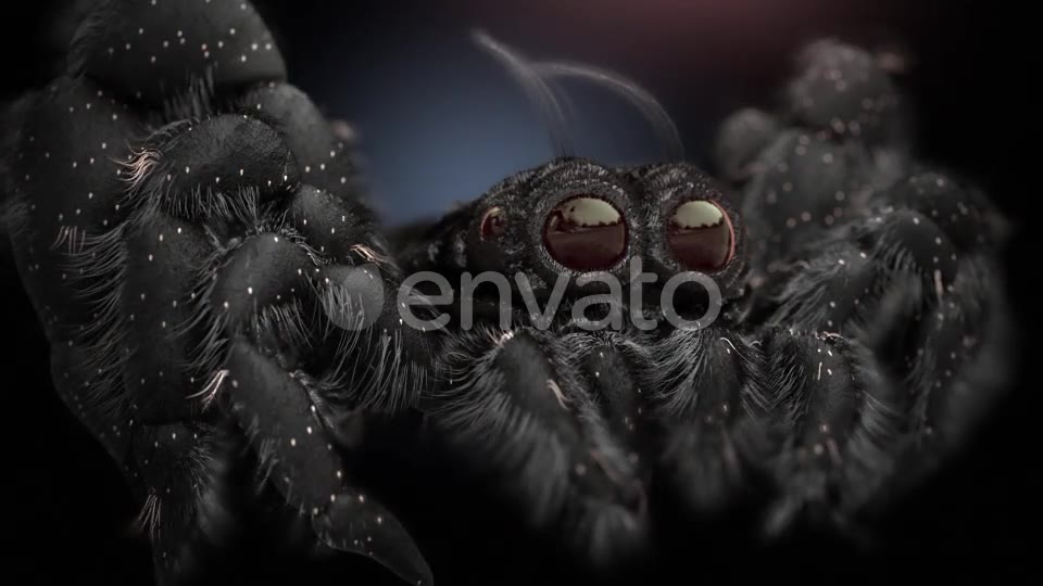 Tiny Black Spider Videohive 21643544 Motion Graphics Image 2