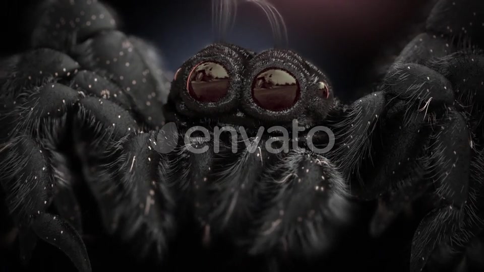 Tiny Black Spider Videohive 21643544 Motion Graphics Image 3