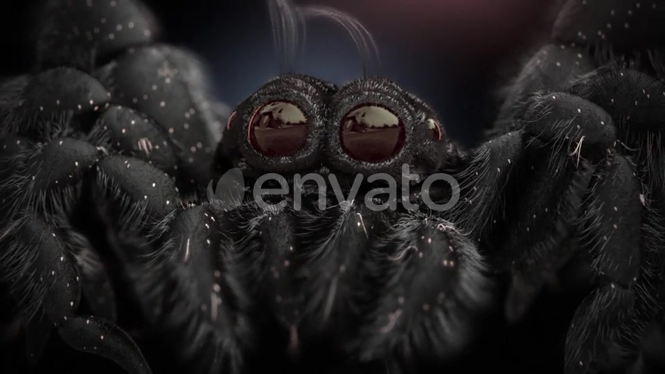 Tiny Black Spider Videohive 21643544 Motion Graphics Image 4