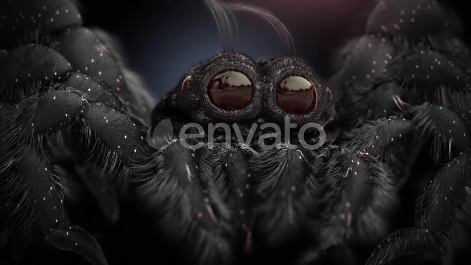 Tiny Black Spider Videohive 21643544 Motion Graphics Image 5