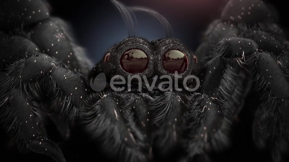 Tiny Black Spider Videohive 21643544 Motion Graphics Image 6
