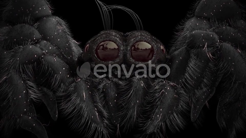Tiny Black Spider Videohive 21643544 Motion Graphics Image 7