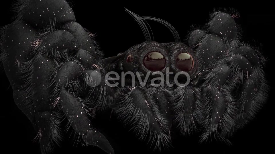 Tiny Black Spider Videohive 21643544 Motion Graphics Image 8