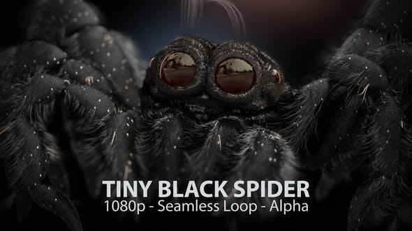 Tiny Black Spider - Videohive Download 21643544