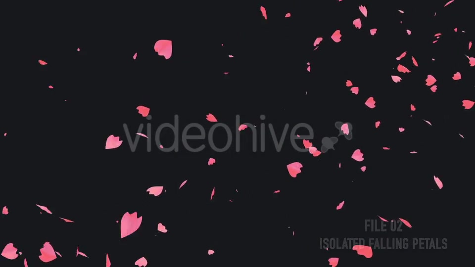 Toon Zen Garden And Cherry Blossom Videohive 16587149 Motion Graphics Image 11