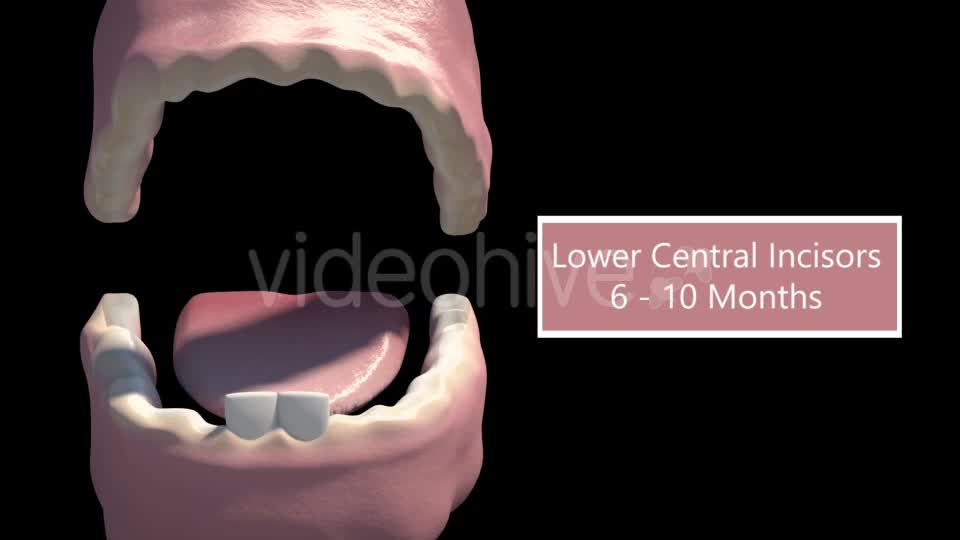 Tooth Eruption Videohive 18419675 Motion Graphics Image 1