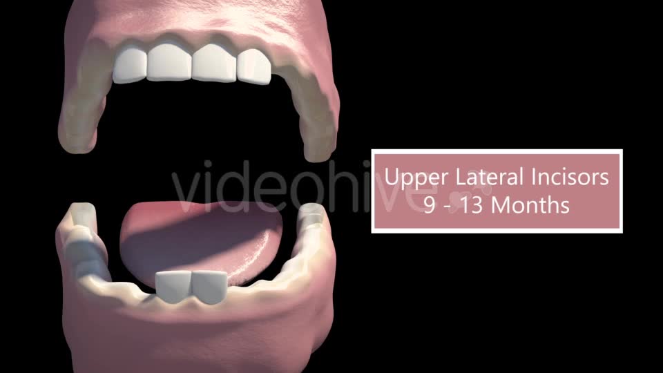 Tooth Eruption Videohive 18419675 Motion Graphics Image 2