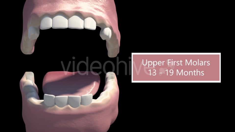 Tooth Eruption Videohive 18419675 Motion Graphics Image 3