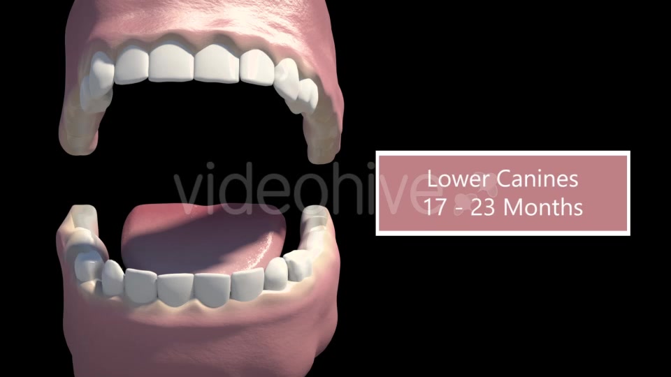Tooth Eruption Videohive 18419675 Motion Graphics Image 4