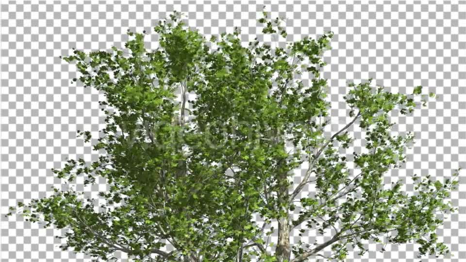 Top of London Plane Tree Cut of Chroma Key Tree Videohive 13506167 Motion Graphics Image 1