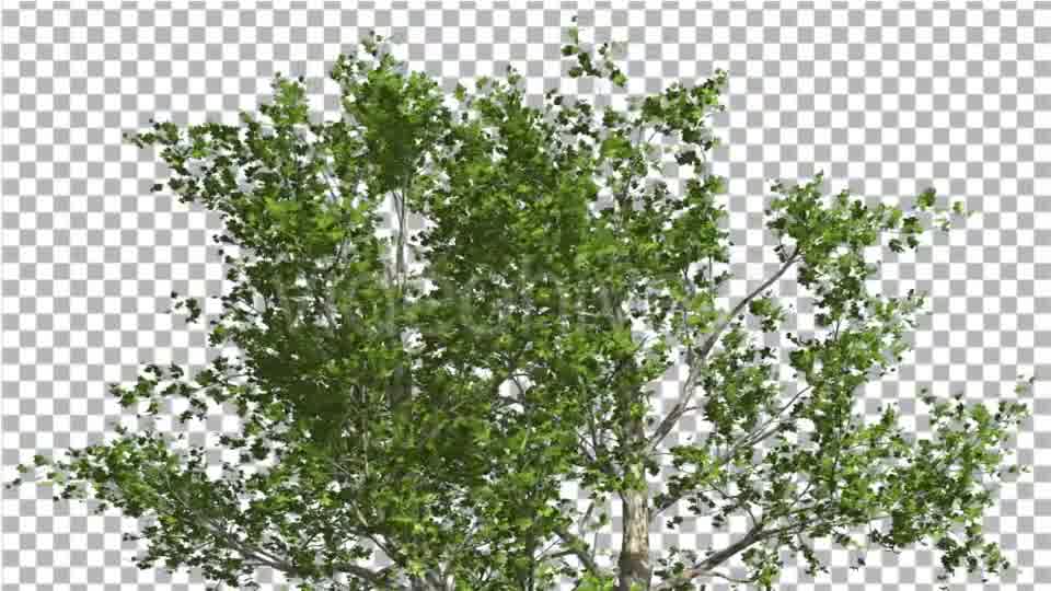 Top of London Plane Tree Cut of Chroma Key Tree Videohive 13506167 Motion Graphics Image 10
