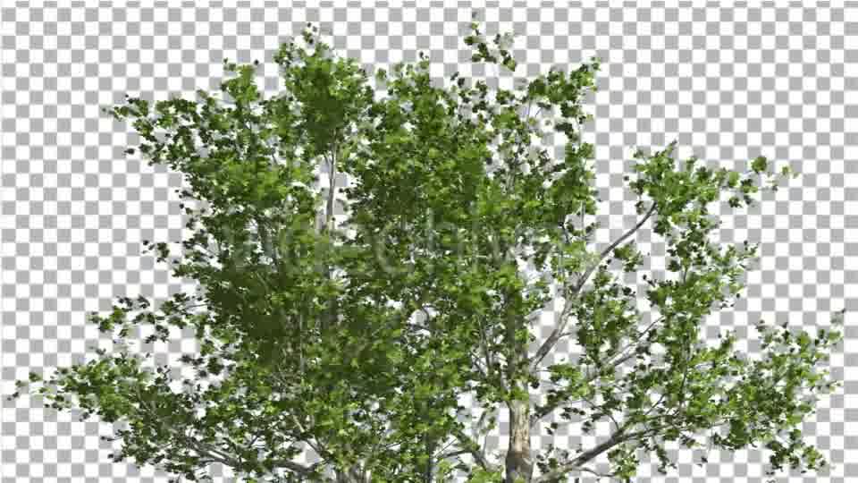 Top of London Plane Tree Cut of Chroma Key Tree Videohive 13506167 Motion Graphics Image 11