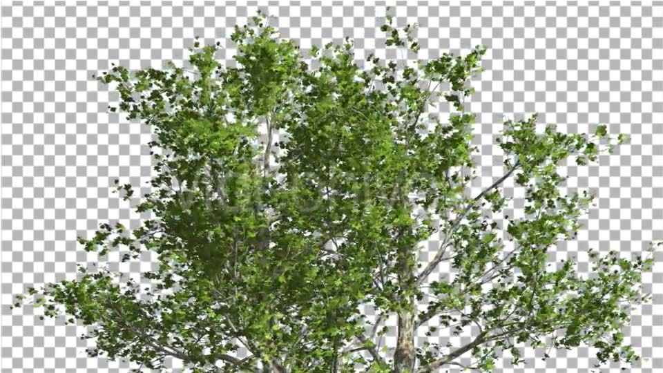 Top of London Plane Tree Cut of Chroma Key Tree Videohive 13506167 Motion Graphics Image 2