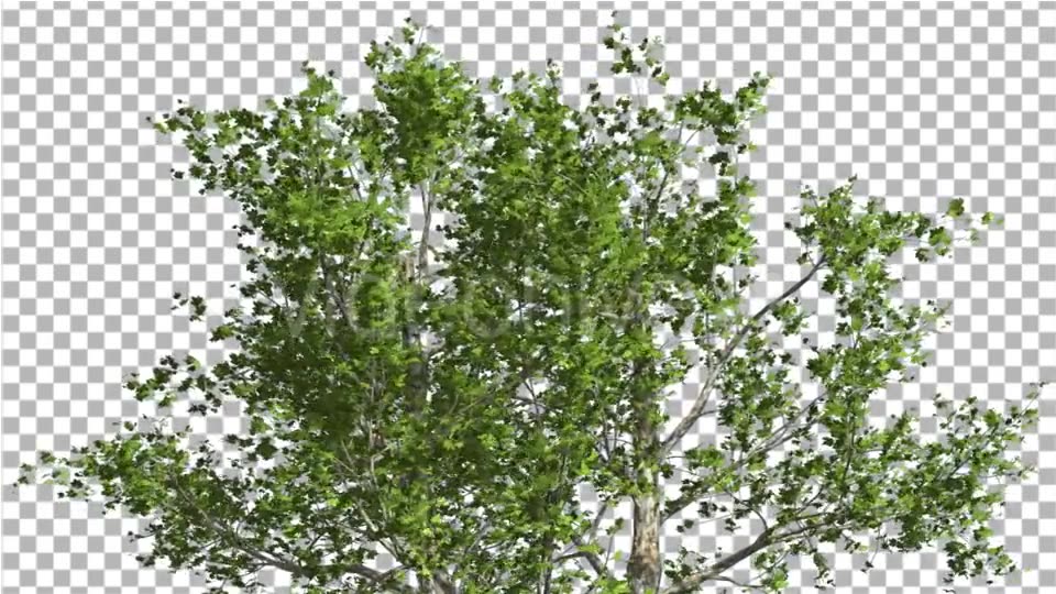 Top of London Plane Tree Cut of Chroma Key Tree Videohive 13506167 Motion Graphics Image 3