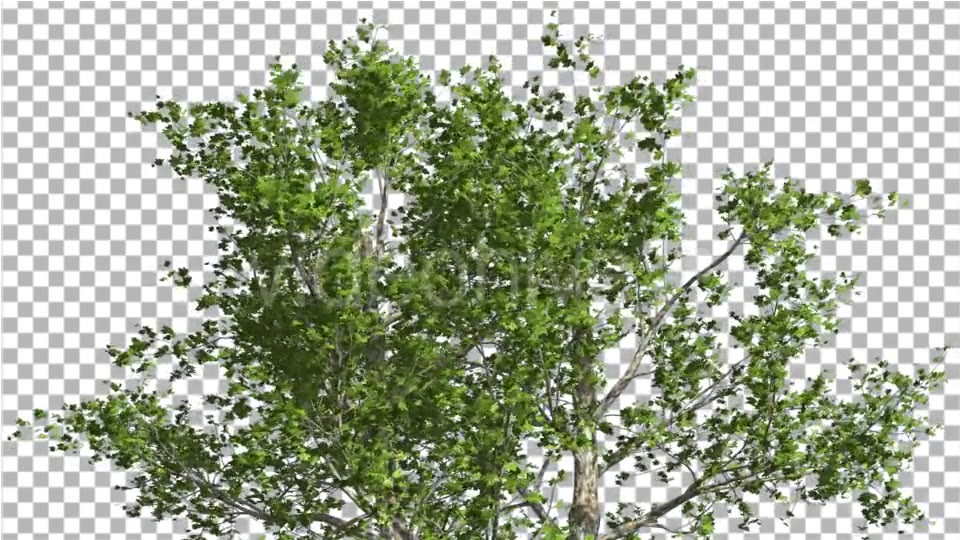 Top of London Plane Tree Cut of Chroma Key Tree Videohive 13506167 Motion Graphics Image 4