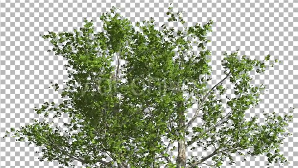 Top of London Plane Tree Cut of Chroma Key Tree Videohive 13506167 Motion Graphics Image 5