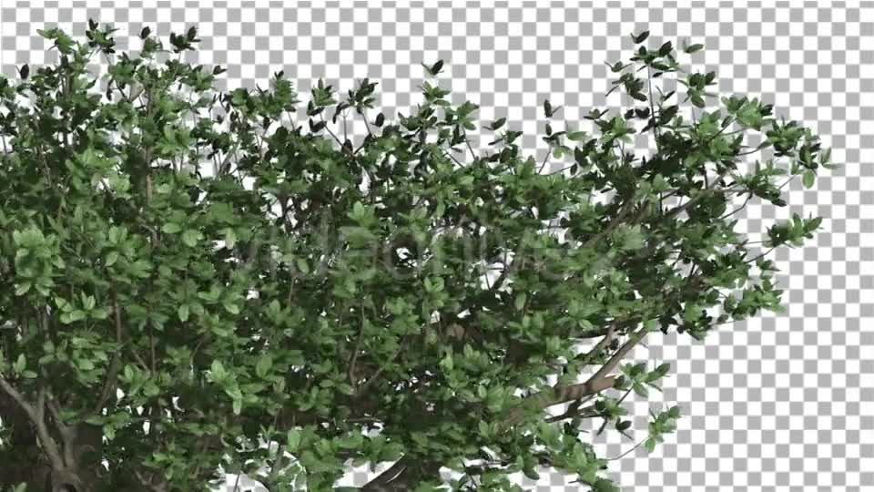 Top of Madagascan Baobab Large Tree Cut of Chroma Videohive 13508570 Motion Graphics Image 1