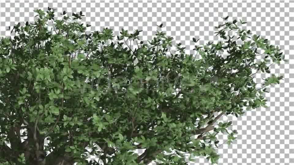 Top of Madagascan Baobab Large Tree Cut of Chroma Videohive 13508570 Motion Graphics Image 10