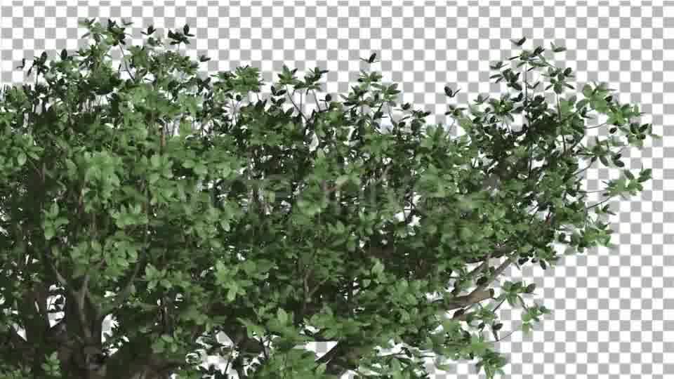 Top of Madagascan Baobab Large Tree Cut of Chroma Videohive 13508570 Motion Graphics Image 11