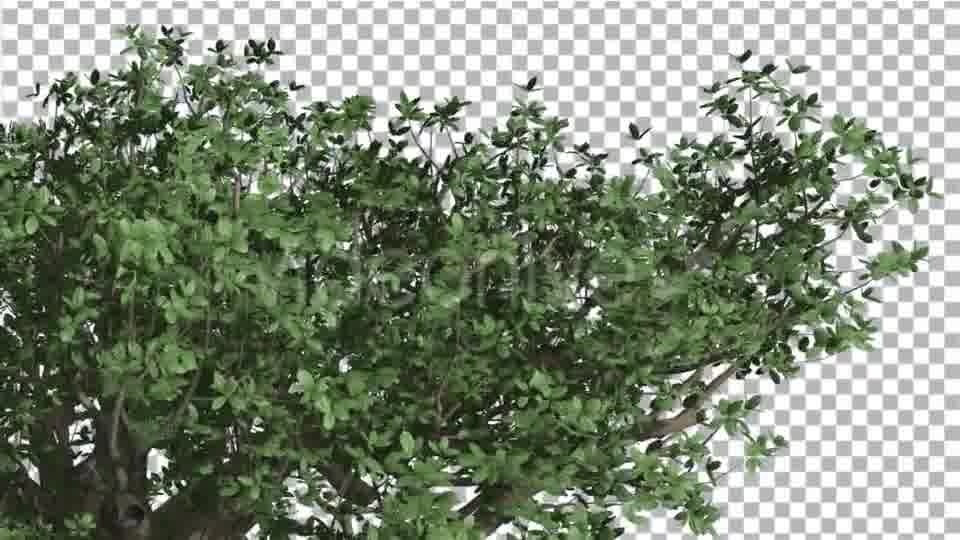 Top of Madagascan Baobab Large Tree Cut of Chroma Videohive 13508570 Motion Graphics Image 12