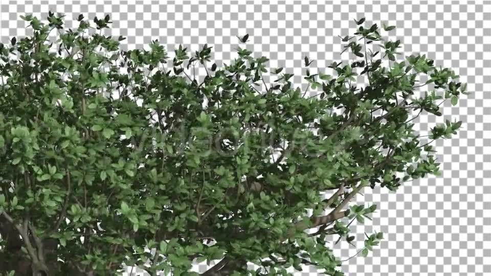 Top of Madagascan Baobab Large Tree Cut of Chroma Videohive 13508570 Motion Graphics Image 2