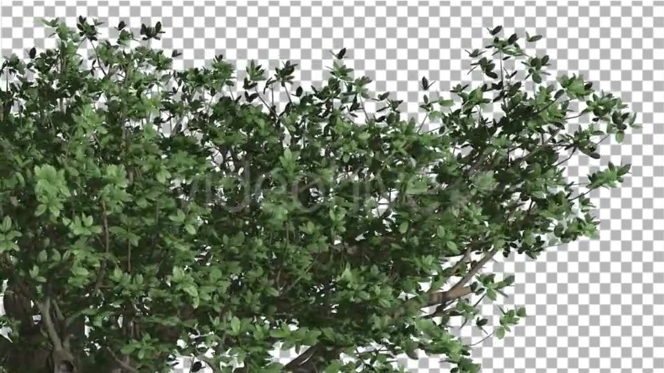 Top of Madagascan Baobab Large Tree Cut of Chroma Videohive 13508570 Motion Graphics Image 3