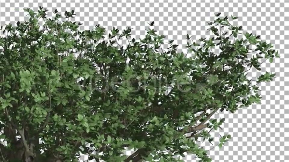 Top of Madagascan Baobab Large Tree Cut of Chroma Videohive 13508570 Motion Graphics Image 4