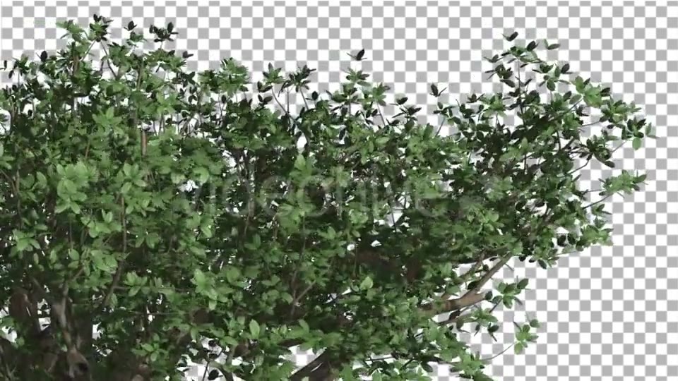 Top of Madagascan Baobab Large Tree Cut of Chroma Videohive 13508570 Motion Graphics Image 5