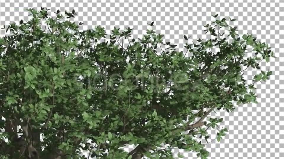Top of Madagascan Baobab Large Tree Cut of Chroma Videohive 13508570 Motion Graphics Image 6