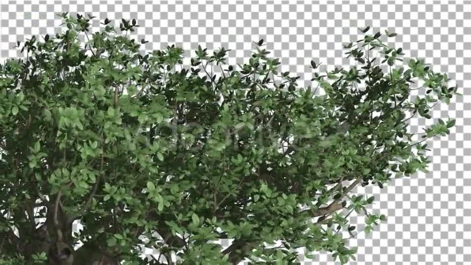 Top of Madagascan Baobab Large Tree Cut of Chroma Videohive 13508570 Motion Graphics Image 7