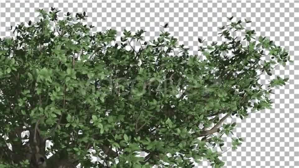 Top of Madagascan Baobab Large Tree Cut of Chroma Videohive 13508570 Motion Graphics Image 8