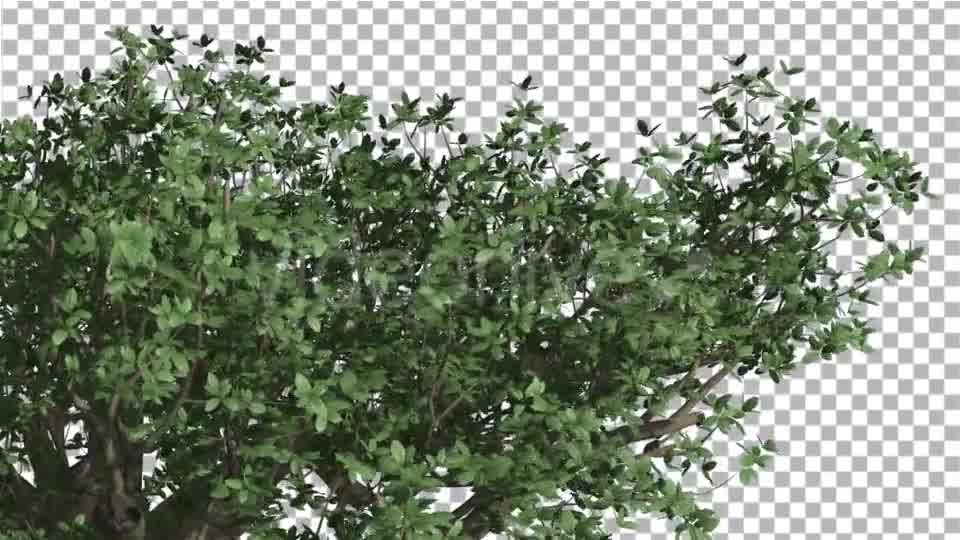 Top of Madagascan Baobab Large Tree Cut of Chroma Videohive 13508570 Motion Graphics Image 9