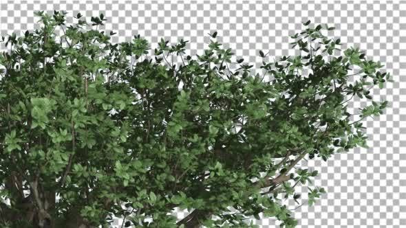 Top of Madagascan Baobab Large Tree Cut of Chroma - Download Videohive 13508570
