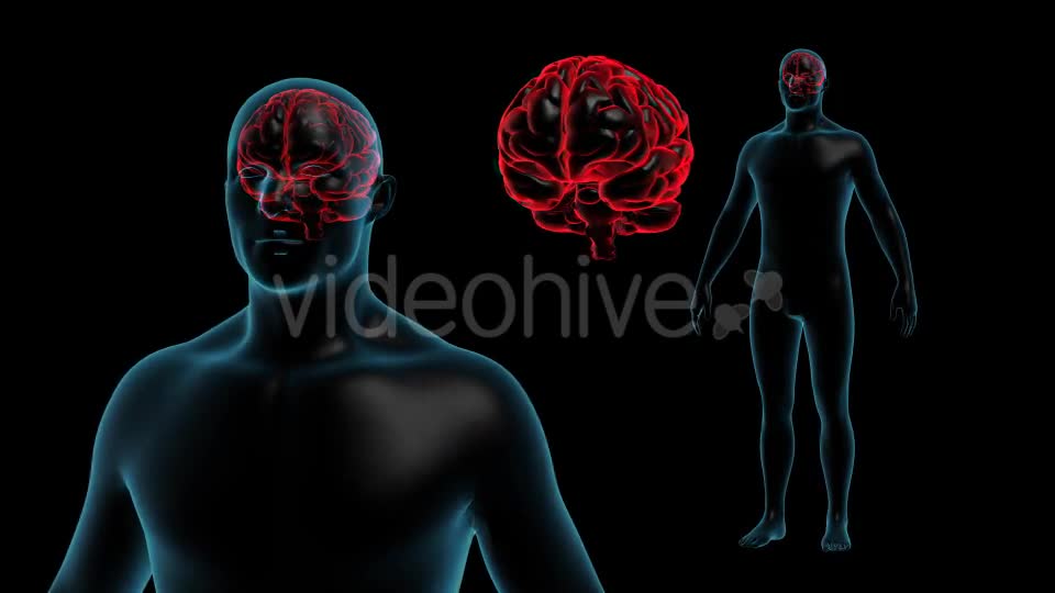 Transparent Human Body with Brain Full HD Videohive 19113079 Motion Graphics Image 1