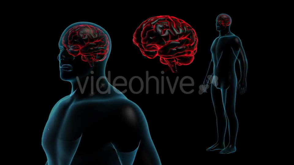 Transparent Human Body with Brain Full HD Videohive 19113079 Motion Graphics Image 2
